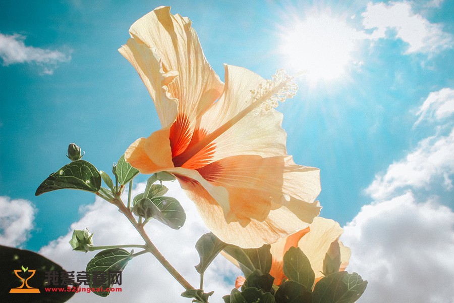 首届中国衡阳 戒毒从心开始国际漫画大赛