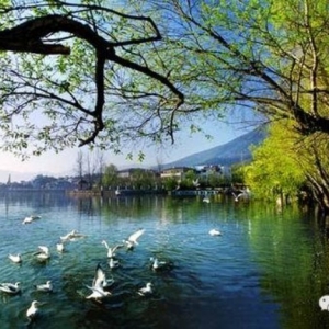 Green ChanceȫѵӪļӪԱ