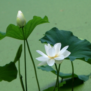 ȫʫ밮ͬڡʫ