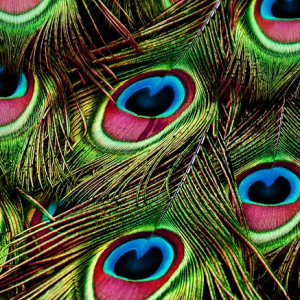 Ľȫѧ΢ṹӰ